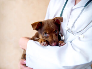 vet examines a puppy in the hospital.